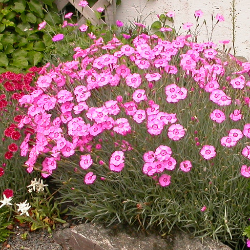 Dianthus subacaulis